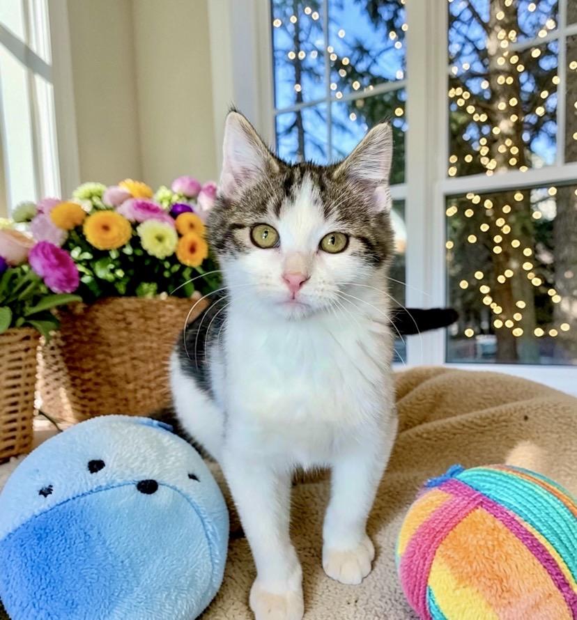 Enlarge Salsa - KITTEN, a Adoptable Domestic Short Hair in Perry, IA image 5/5