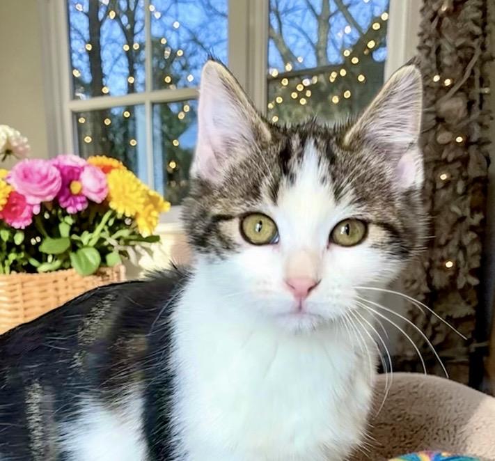 Enlarge Salsa - KITTEN, a Adoptable Domestic Short Hair in Perry, IA image 1/5