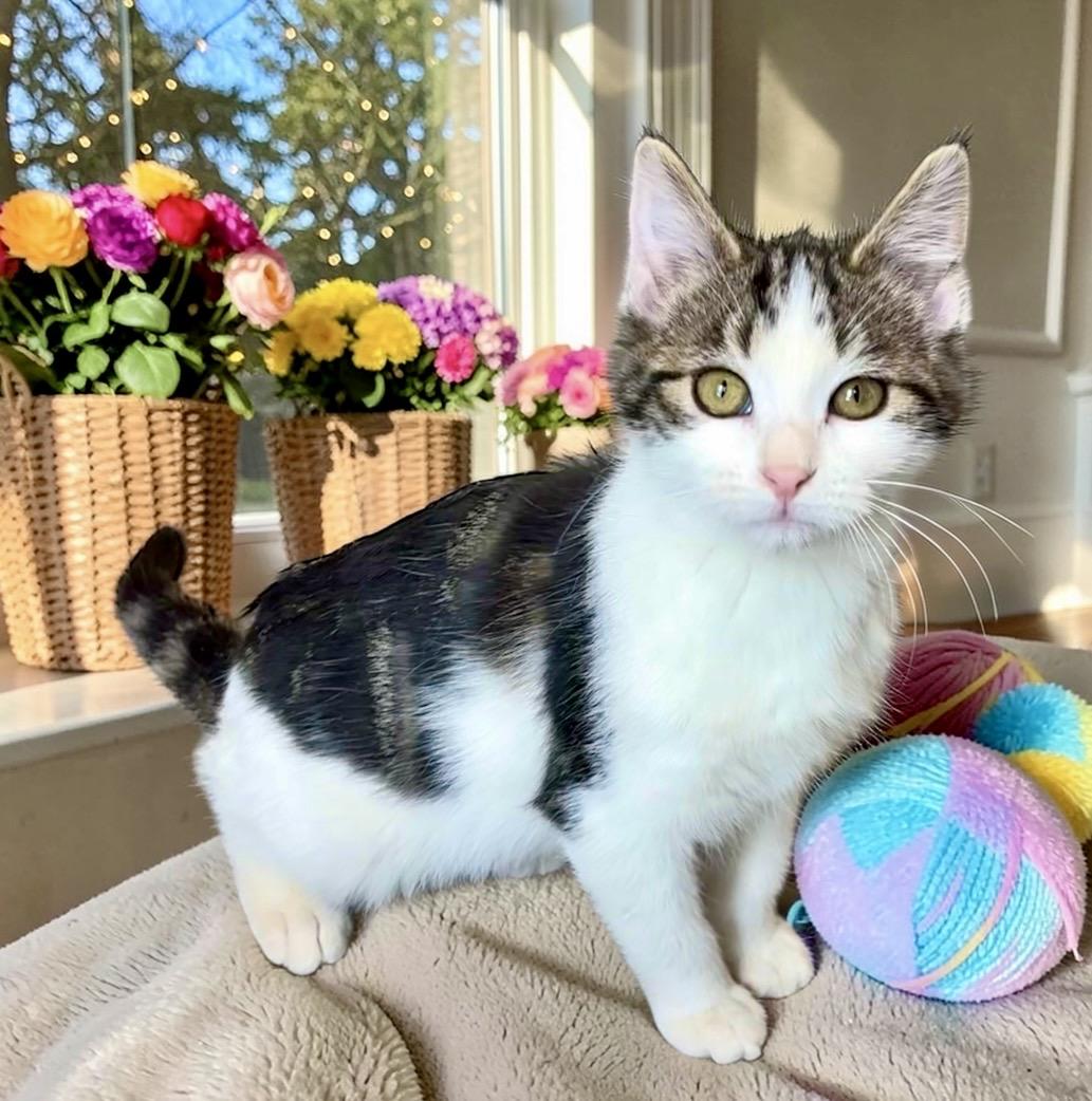 Enlarge Salsa - KITTEN, a Adoptable Domestic Short Hair in Perry, IA image 3/5