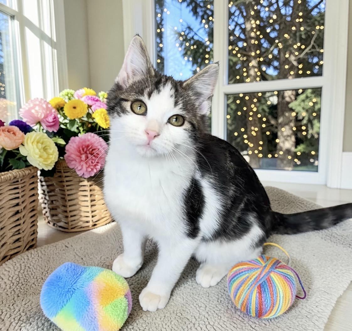 Enlarge Salsa - KITTEN, a Adoptable Domestic Short Hair in Perry, IA image 2/5