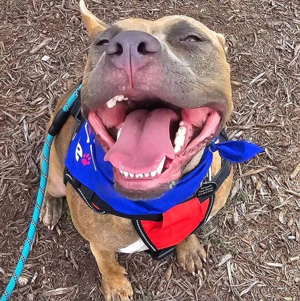 Zera, Adoptable, Adult Female American Staffordshire Terrier & Mixed Breed.