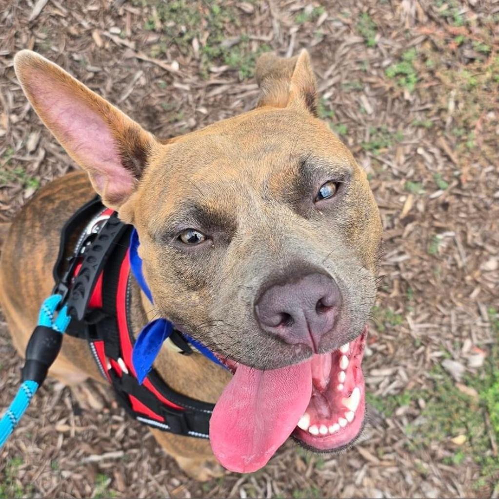 Zera, a Adoptable mixed breed in Savannah, GA image 2/6