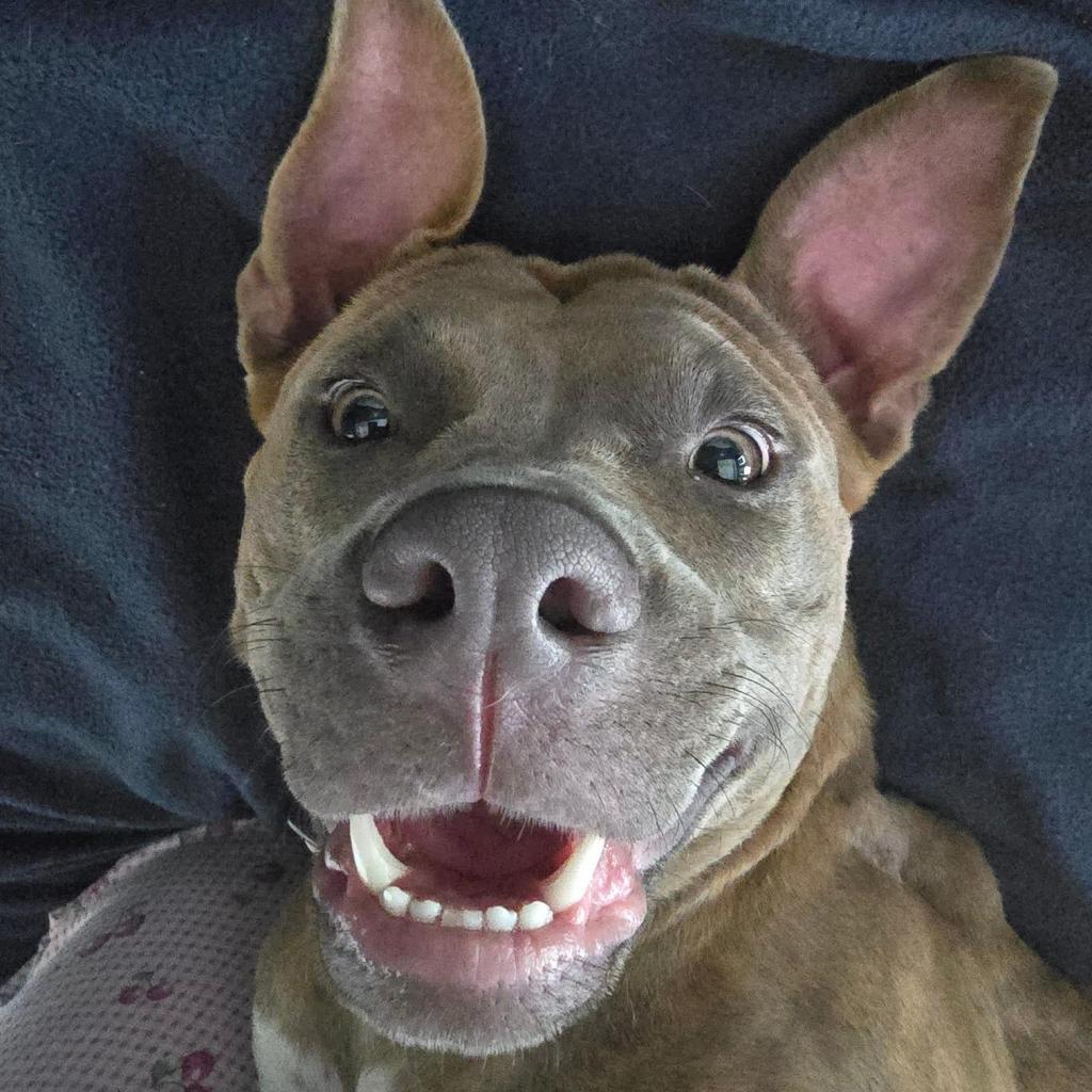 Zera, a Adoptable mixed breed in Savannah, GA image 3/6