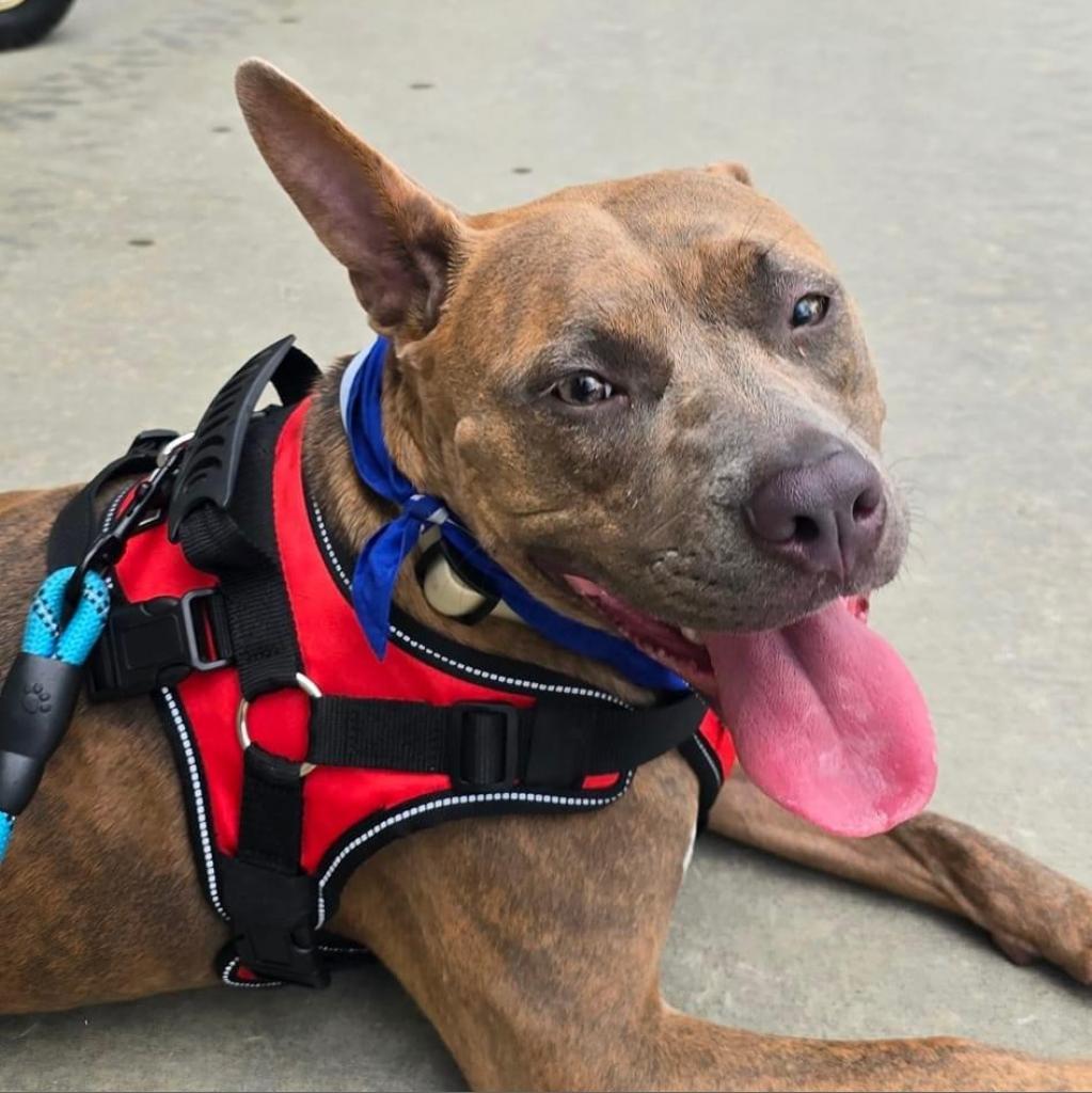 Zera, a Adoptable mixed breed in Savannah, GA image 4/6