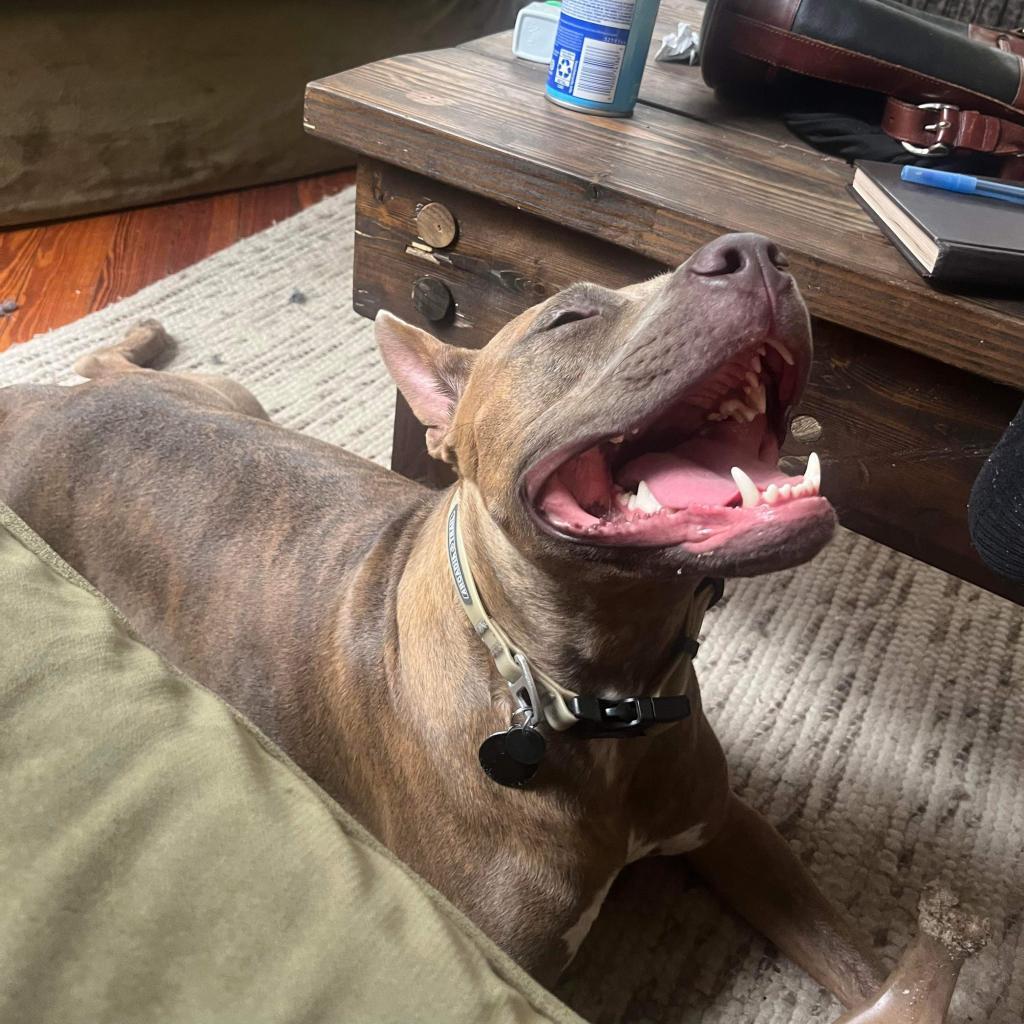 Zera, a Adoptable mixed breed in Savannah, GA image 5/6