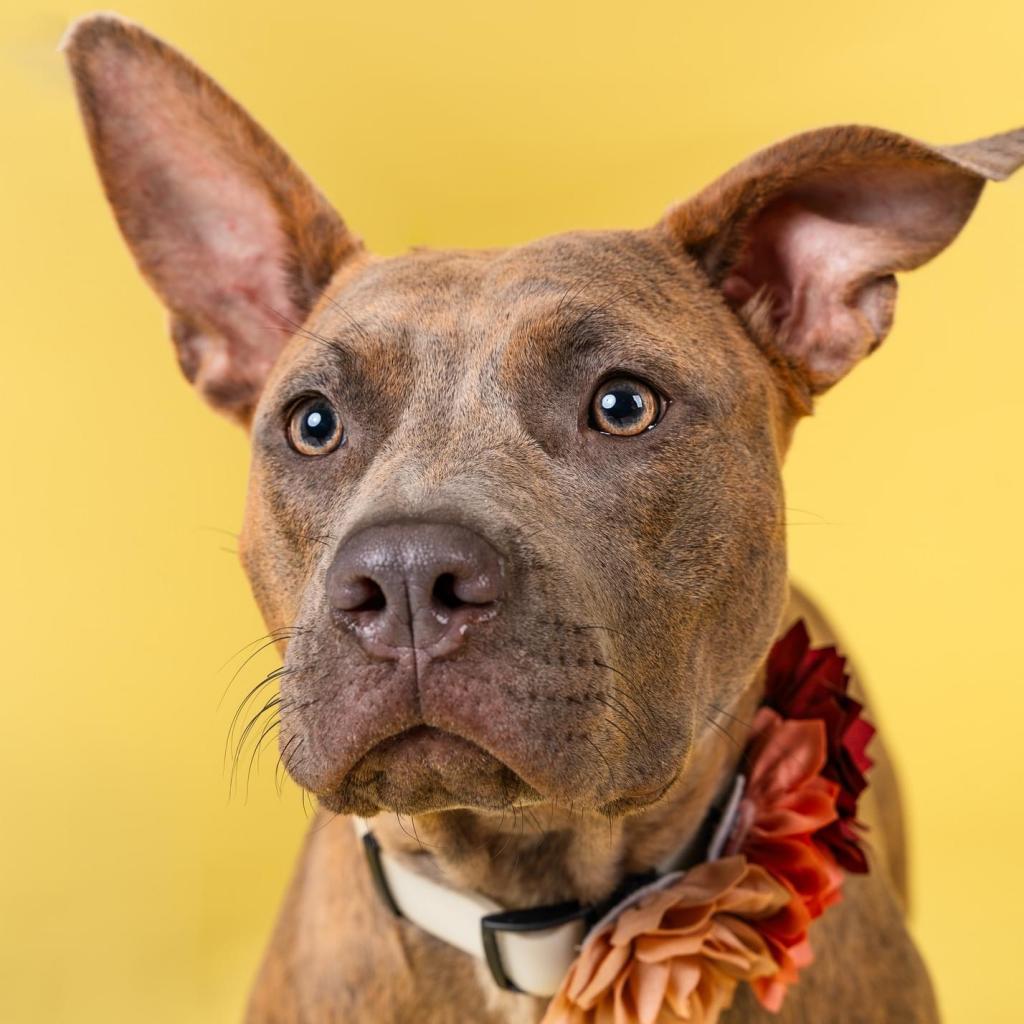 Zera, a Adoptable mixed breed in Savannah, GA image 6/6