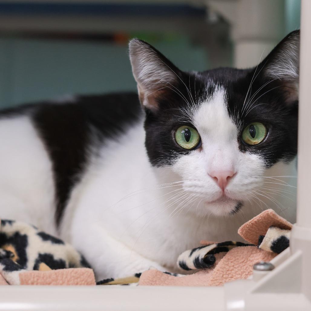 Enlarge Oreo, a Adoptable Domestic Short Hair in Los Angeles, CA image 1/3