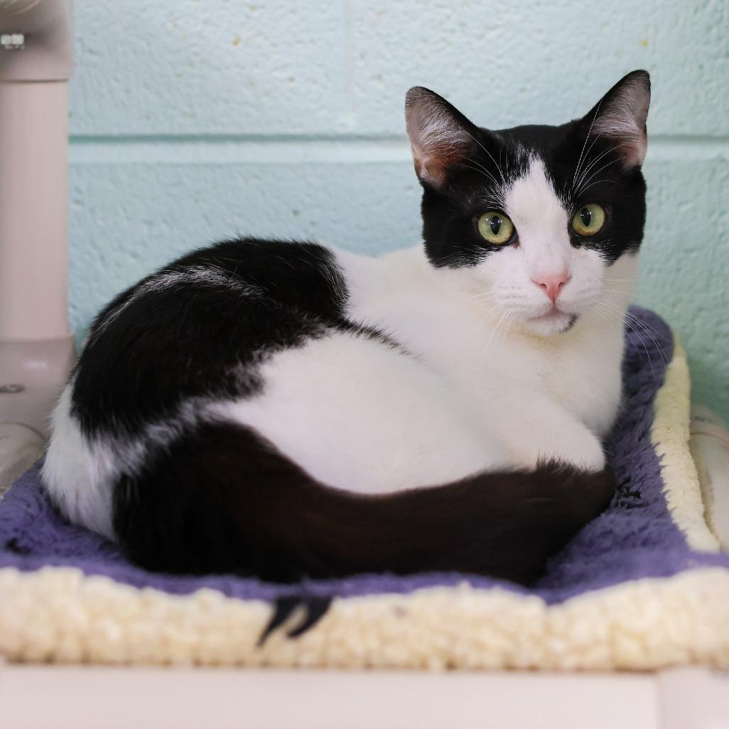 Enlarge Oreo, a Adoptable Domestic Short Hair in Los Angeles, CA image 2/3