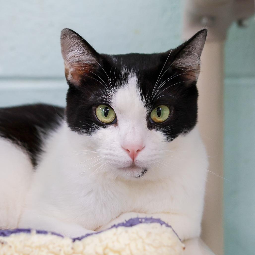 Enlarge Oreo, a Adoptable Domestic Short Hair in Los Angeles, CA image 3/3