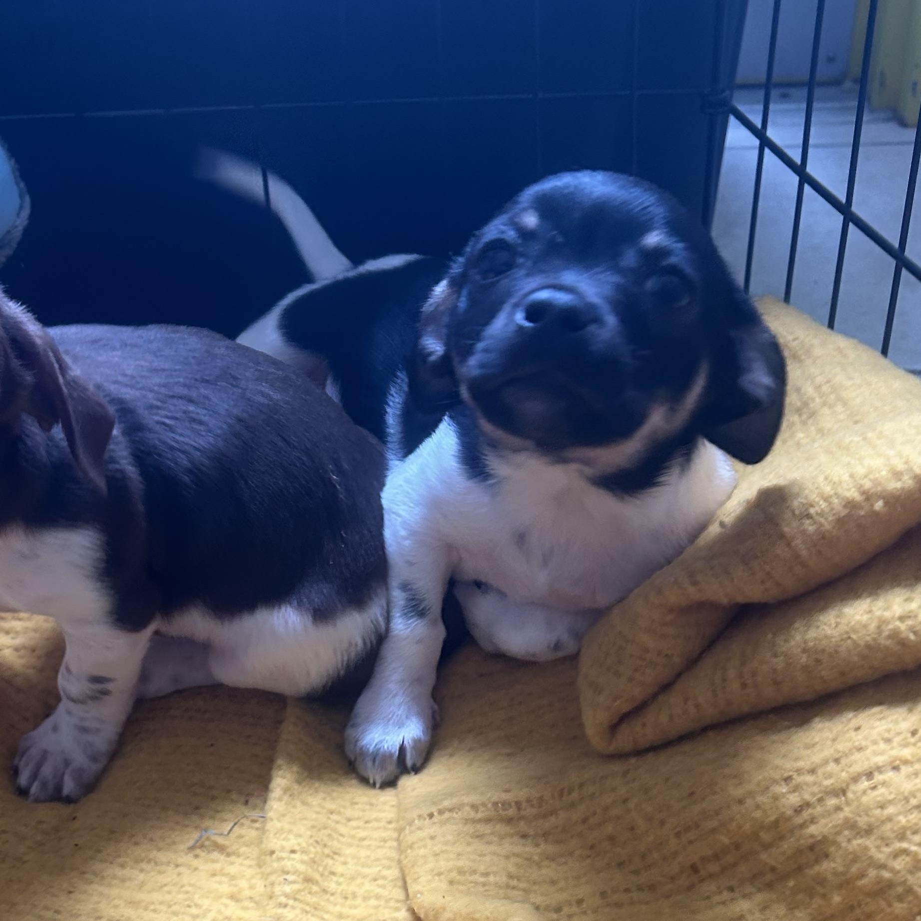 Enlarge Shoprite, an adopted mixed breed in AQUEBOGUE, NY image 6/6