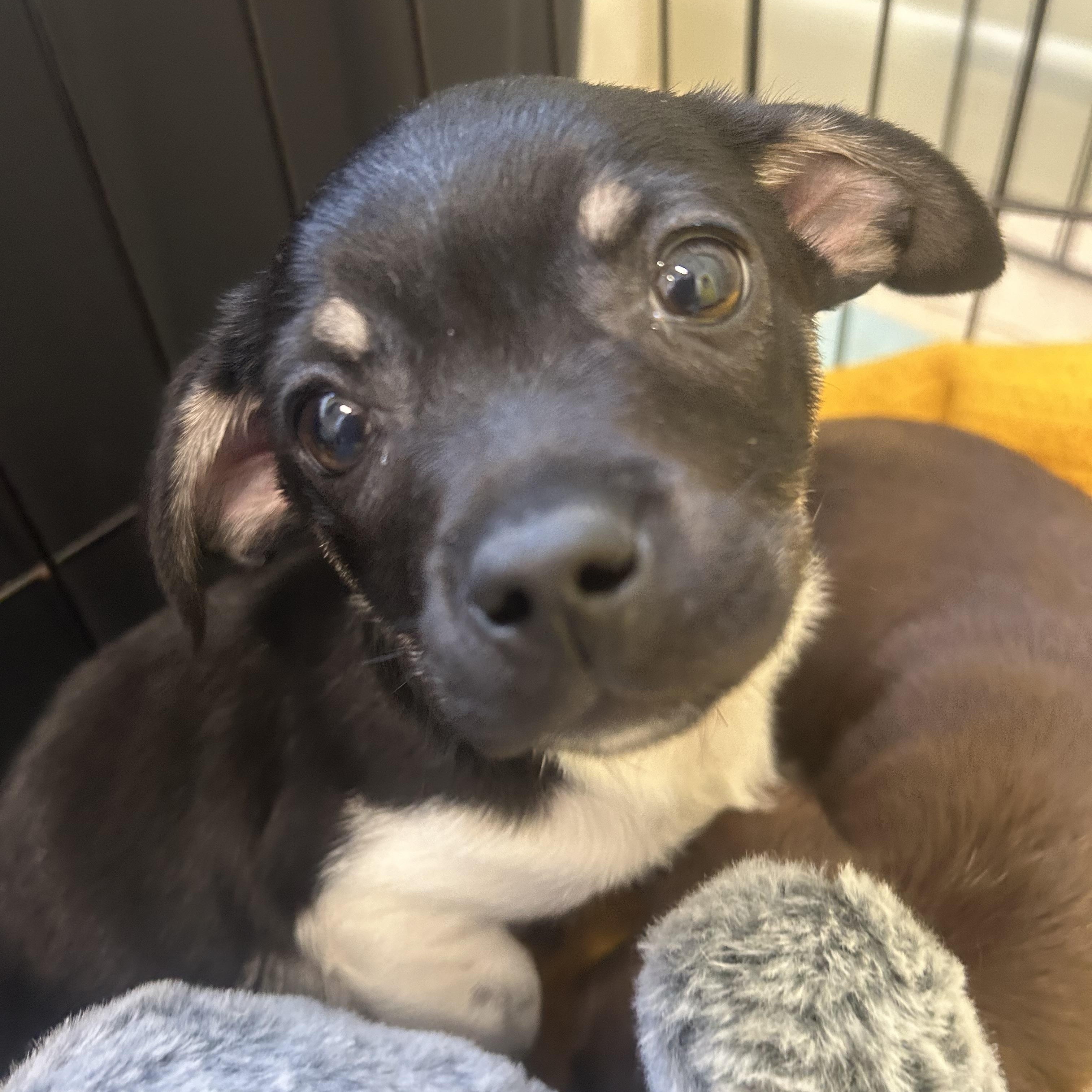 Enlarge Shoprite, an adopted mixed breed in AQUEBOGUE, NY image 4/6