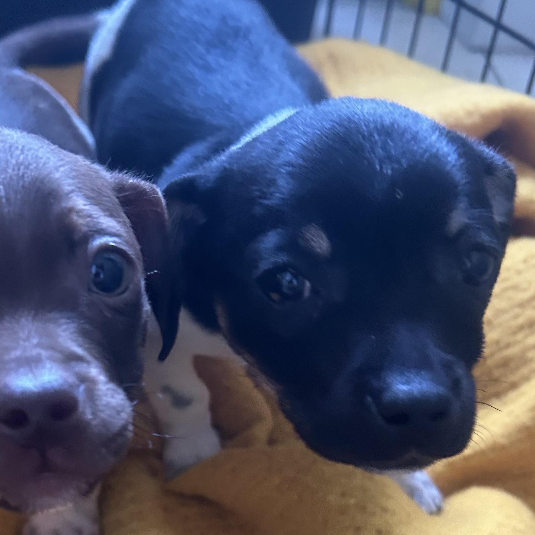 Enlarge Shoprite, an adopted mixed breed in AQUEBOGUE, NY image 5/6