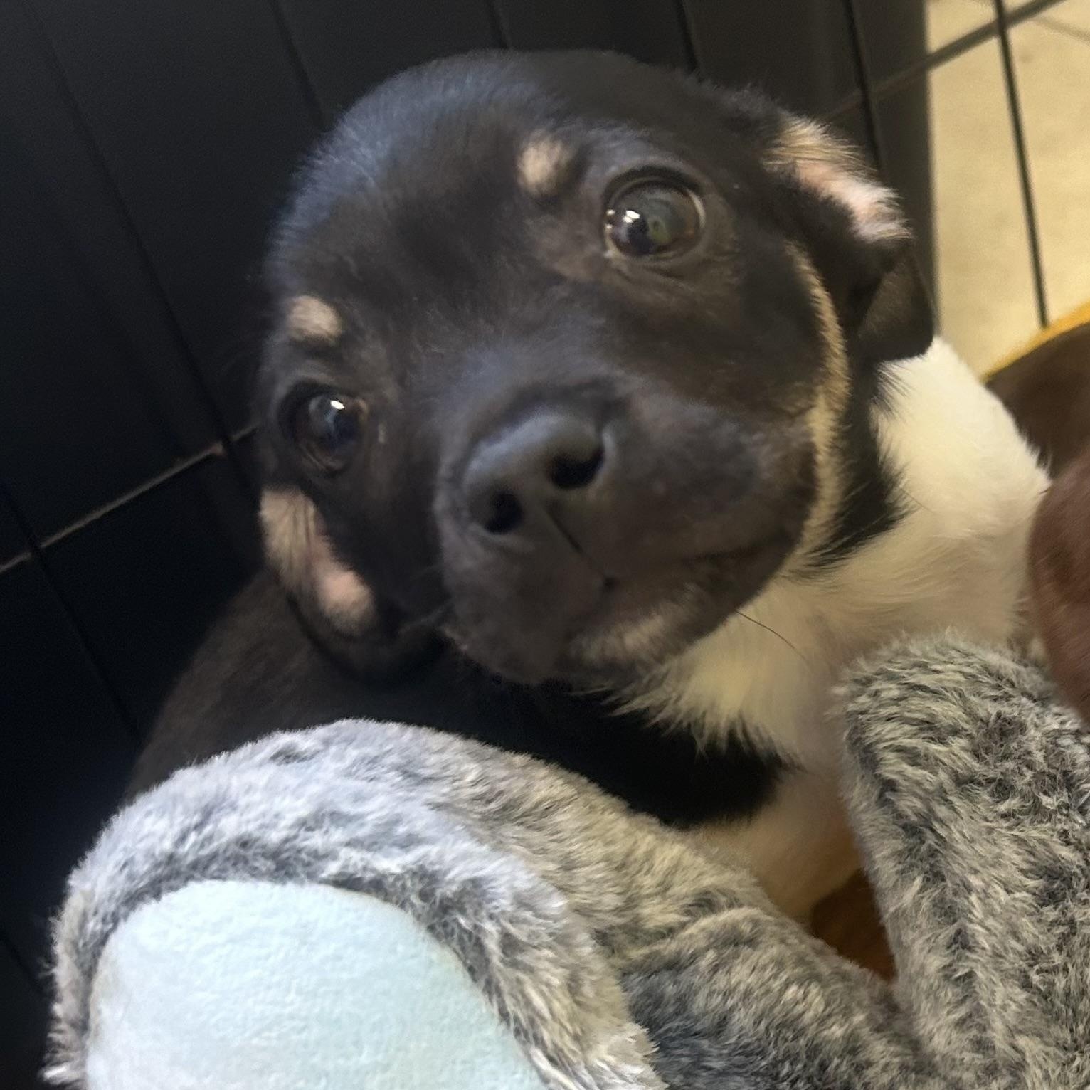 Enlarge Shoprite, an adopted mixed breed in AQUEBOGUE, NY image 2/6