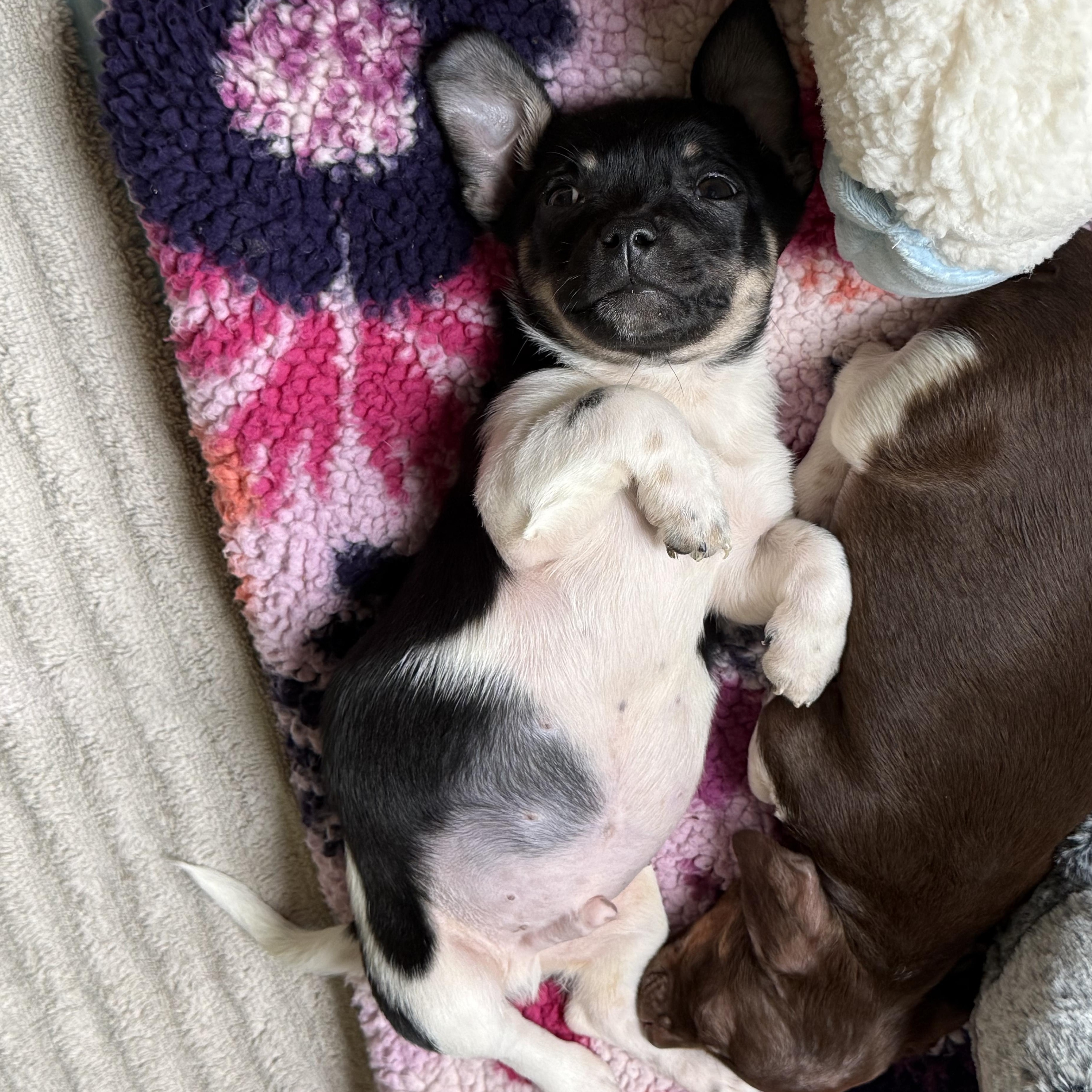 Enlarge Shoprite, an adopted mixed breed in AQUEBOGUE, NY image 3/6
