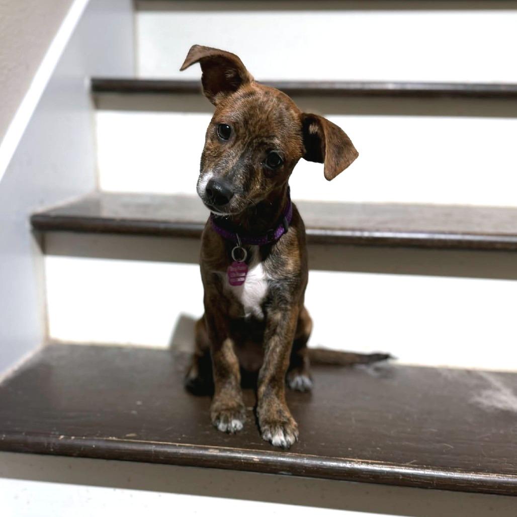 Moose, Adoptable, Puppy Male Chihuahua.