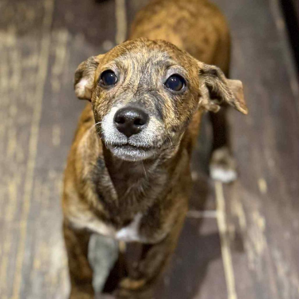 Moose, a Adoptable Chihuahua in Katy, TX image 2/2