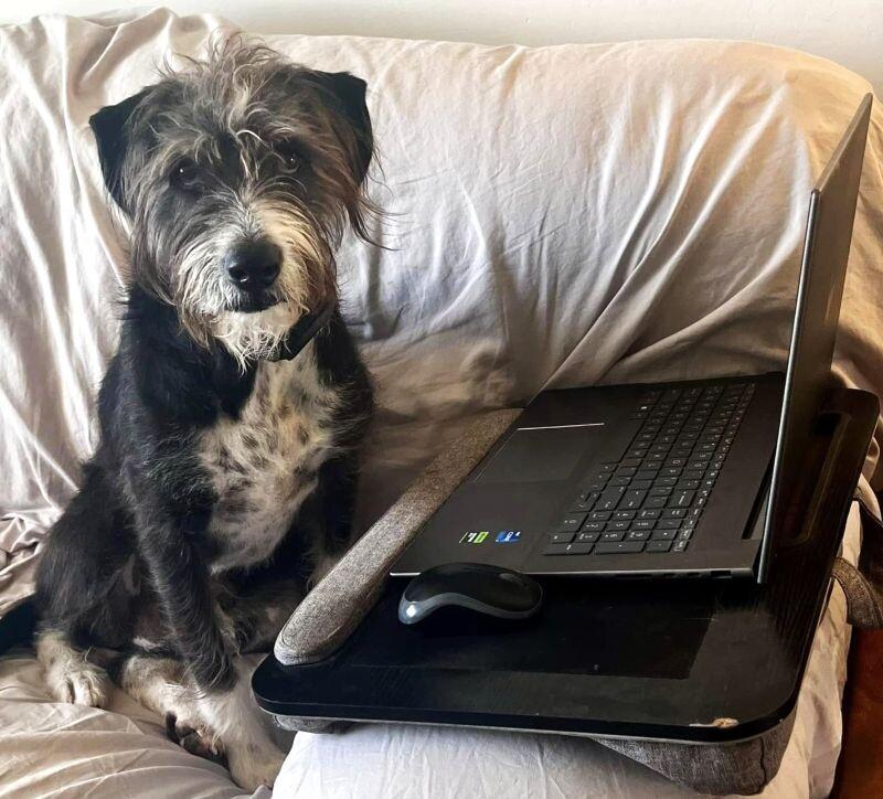 Gus, Adoptable, Senior Male Mixed Breed & Mixed Breed.