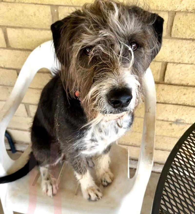 Gus, a Adoptable mixed breed in Anthem, AZ image 1/6