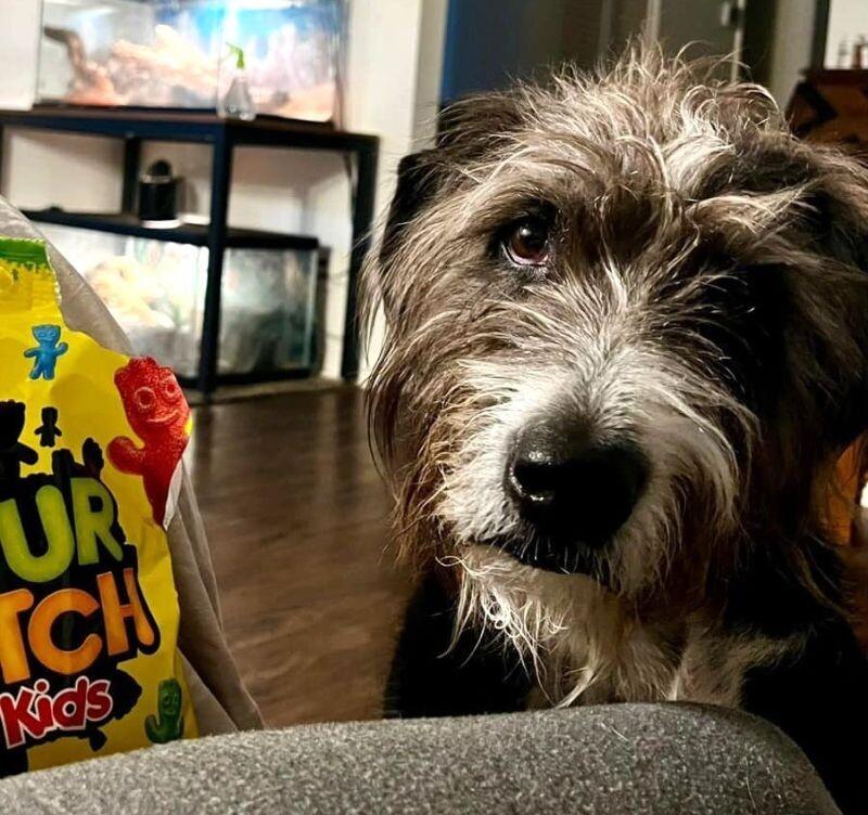 Enlarge Gus, a Adoptable mixed breed in Anthem, AZ image 2/6