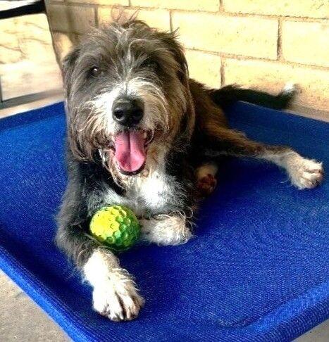 Enlarge Gus, a Adoptable mixed breed in Anthem, AZ image 4/6