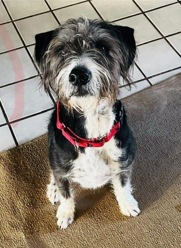 Enlarge Gus, a Adoptable mixed breed in Anthem, AZ image 5/6