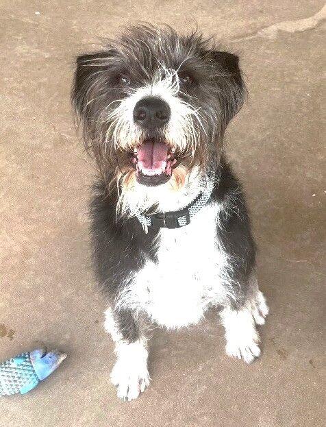 Enlarge Gus, a Adoptable mixed breed in Anthem, AZ image 6/6