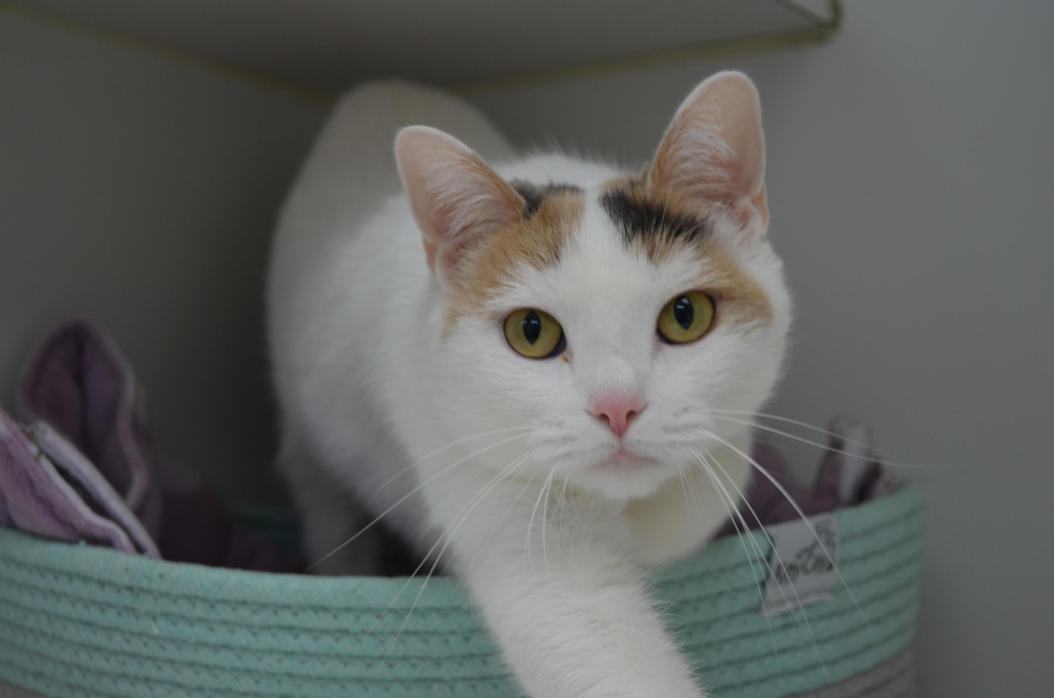 Snow, an adopted Domestic Short Hair in Westbrook, CT image 1/3