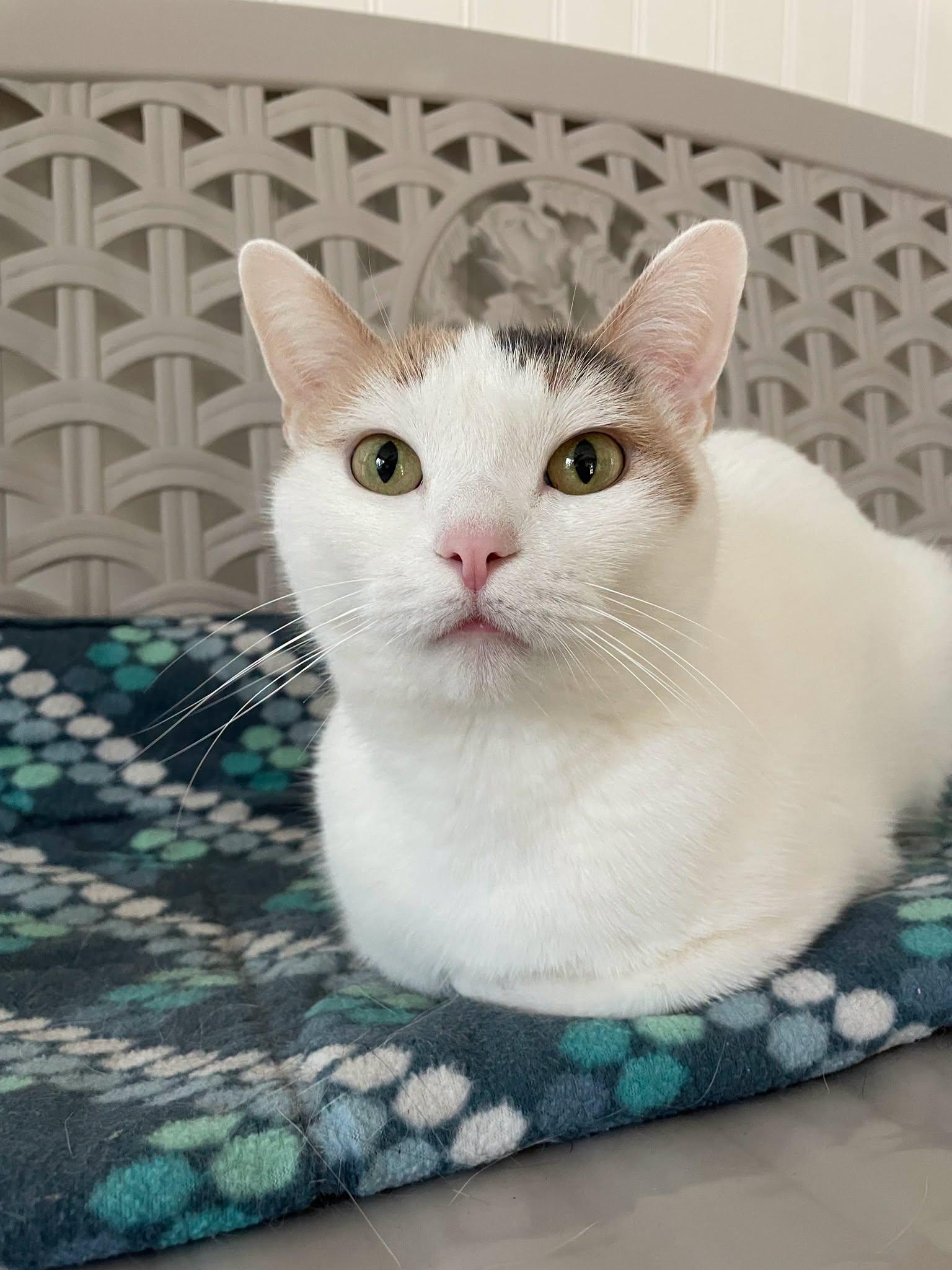 Snow, an adopted Domestic Short Hair in Westbrook, CT image 3/3
