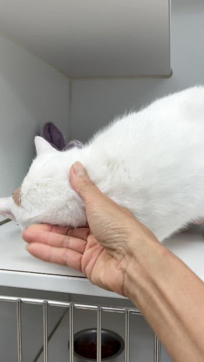 Enlarge Snow, an adopted Domestic Short Hair in Westbrook, CT video 2/3