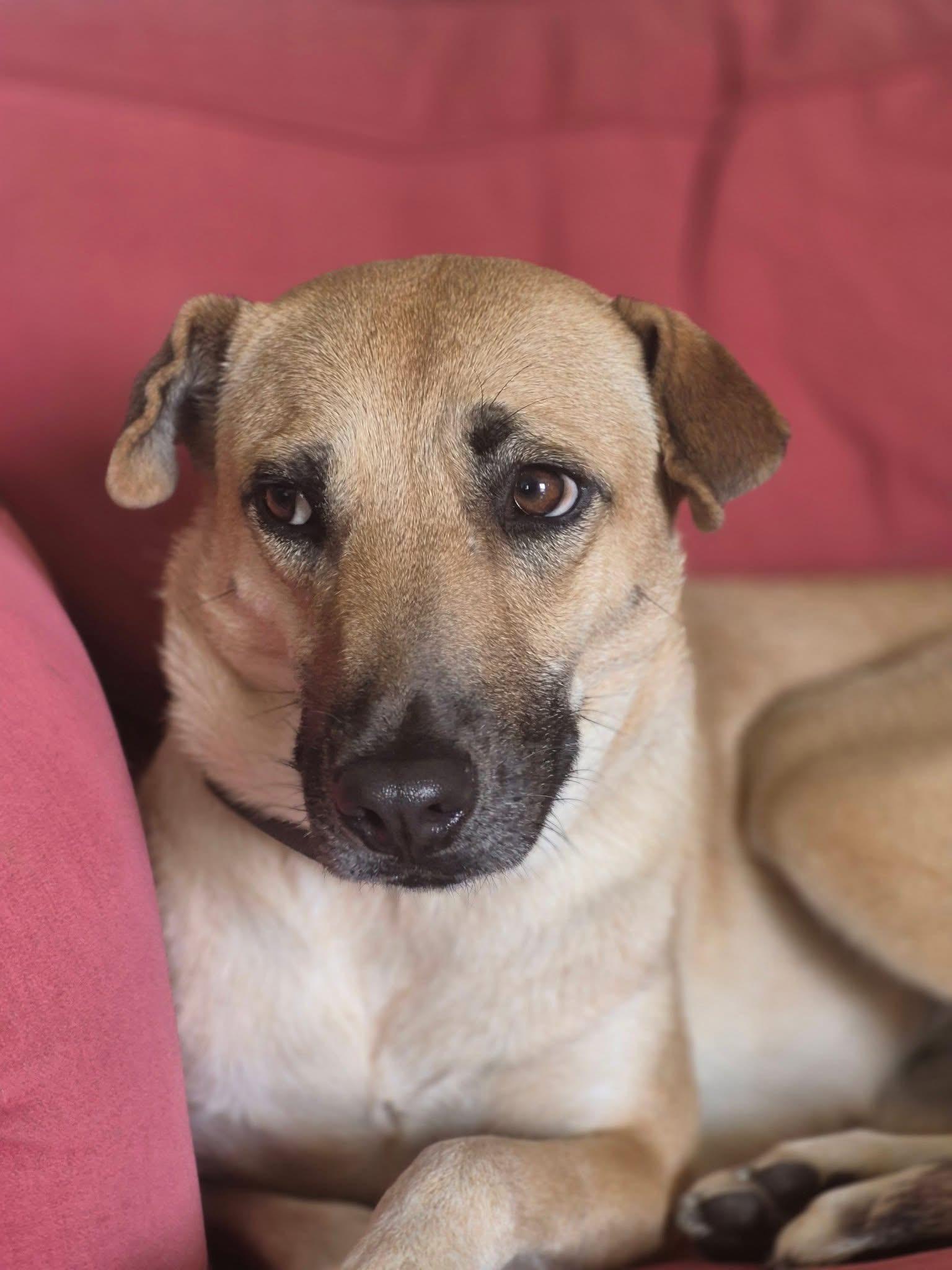 Gabby, Adopted, Adult Female Mixed Breed.