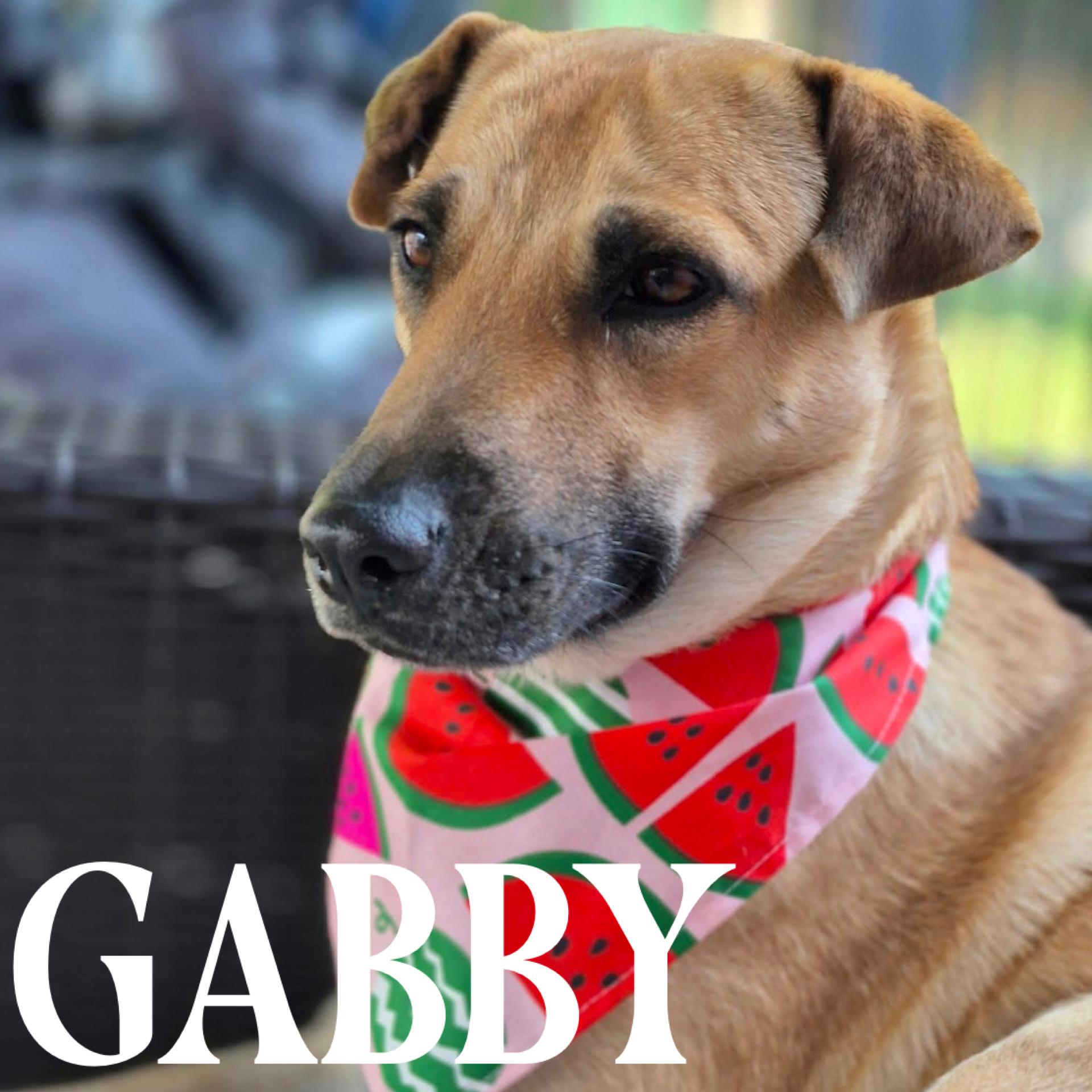 Enlarge Gabby, a Adopted mixed breed in Georgetown, ON image 2/6