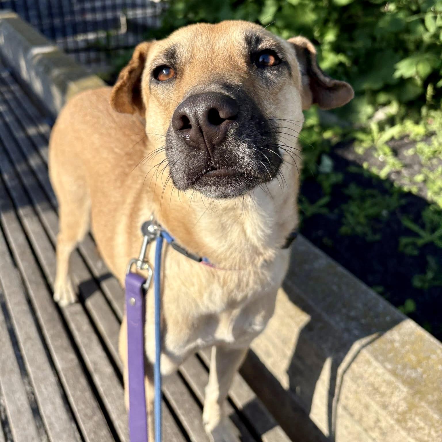 Enlarge Gabby, a Adopted mixed breed in Georgetown, ON image 3/6