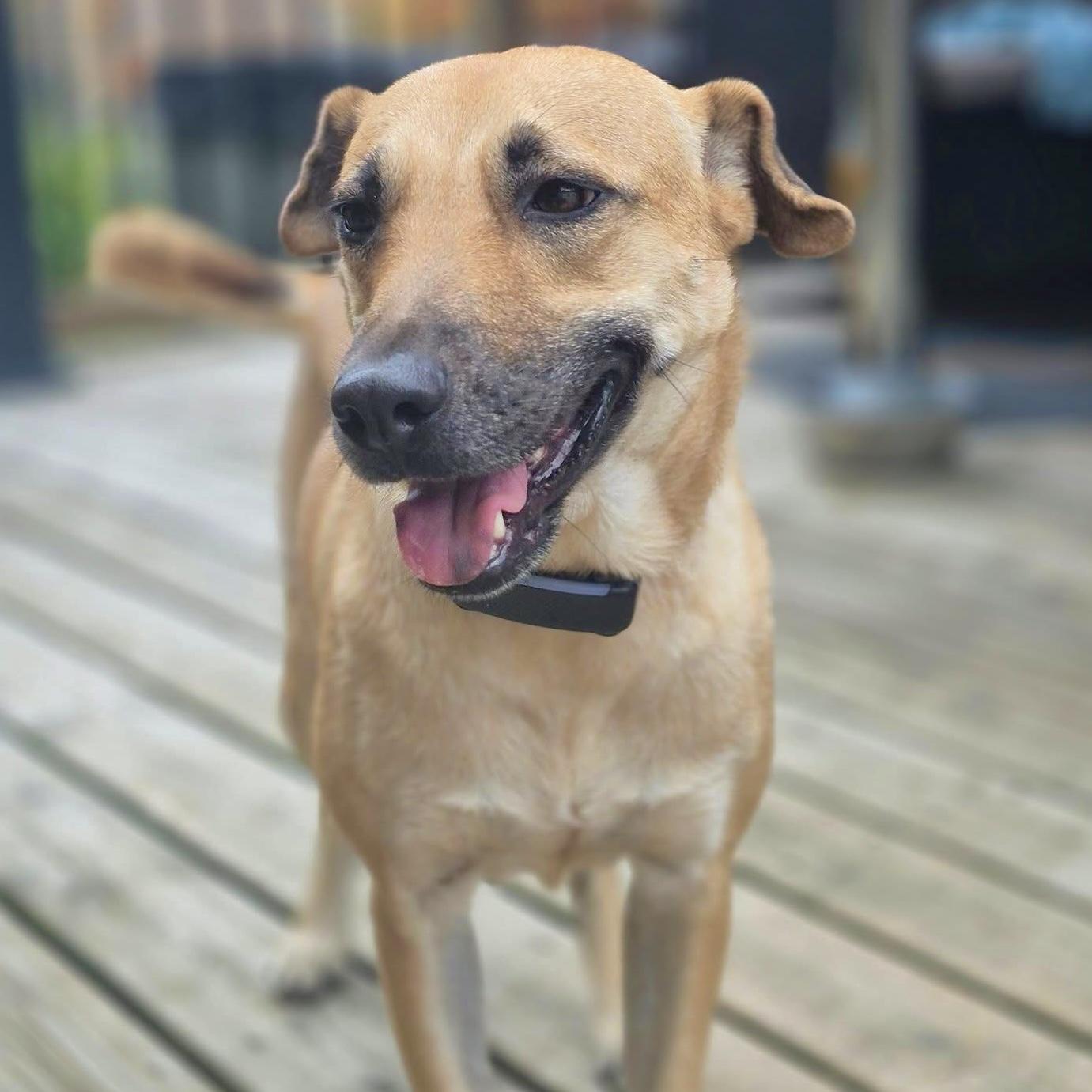 Enlarge Gabby, a Adopted mixed breed in Georgetown, ON image 4/6