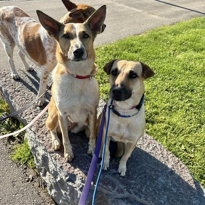 Enlarge Gabby, a Adopted mixed breed in Georgetown, ON image 5/6