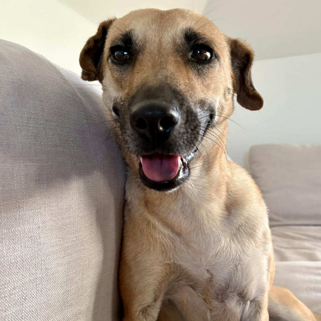 Enlarge Gabby, a Adopted mixed breed in Georgetown, ON image 6/6