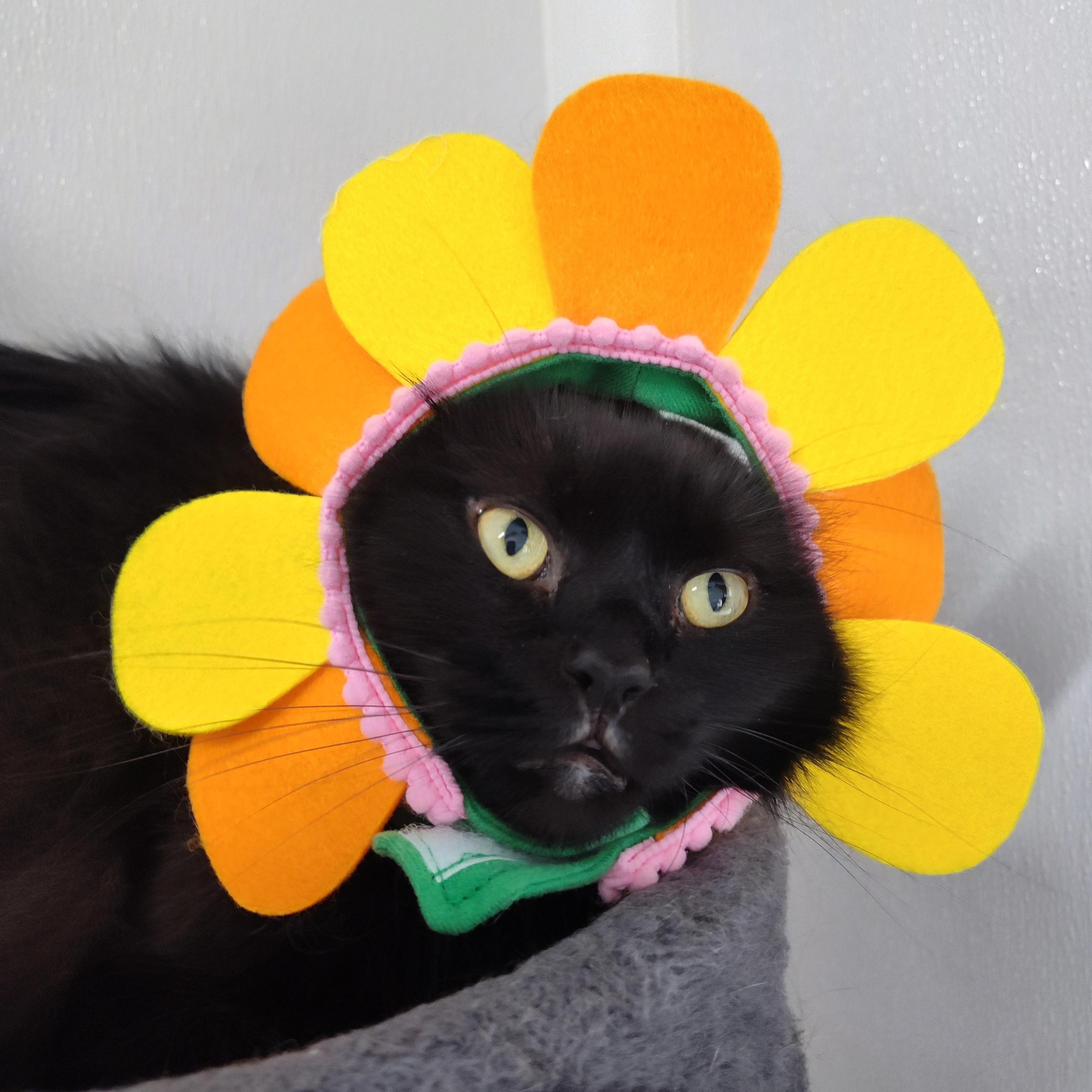 Raven, Adoptable, Adult Female Domestic Long Hair.