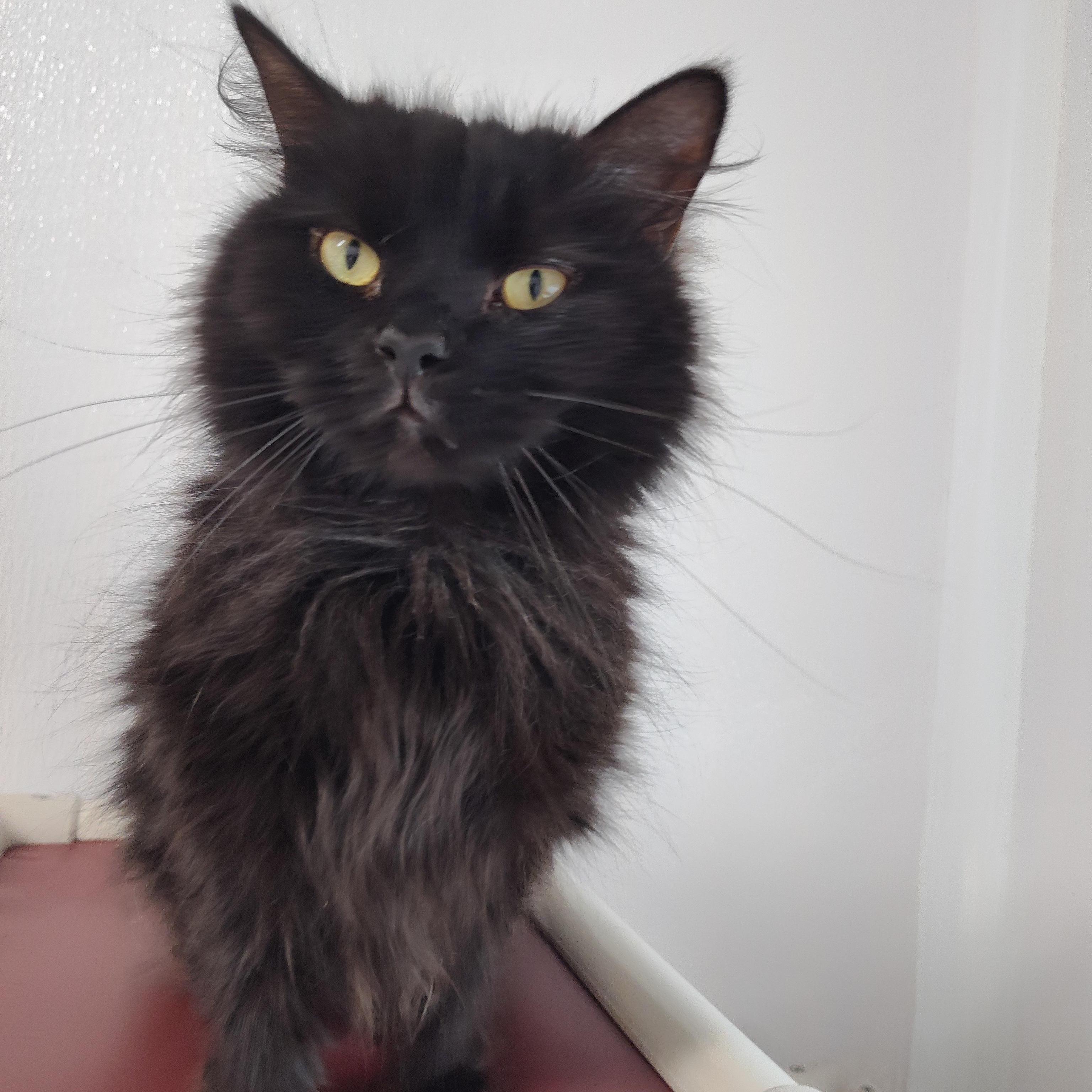 Enlarge Raven, a Adoptable Domestic Long Hair in Stockbridge, MI image 4/5