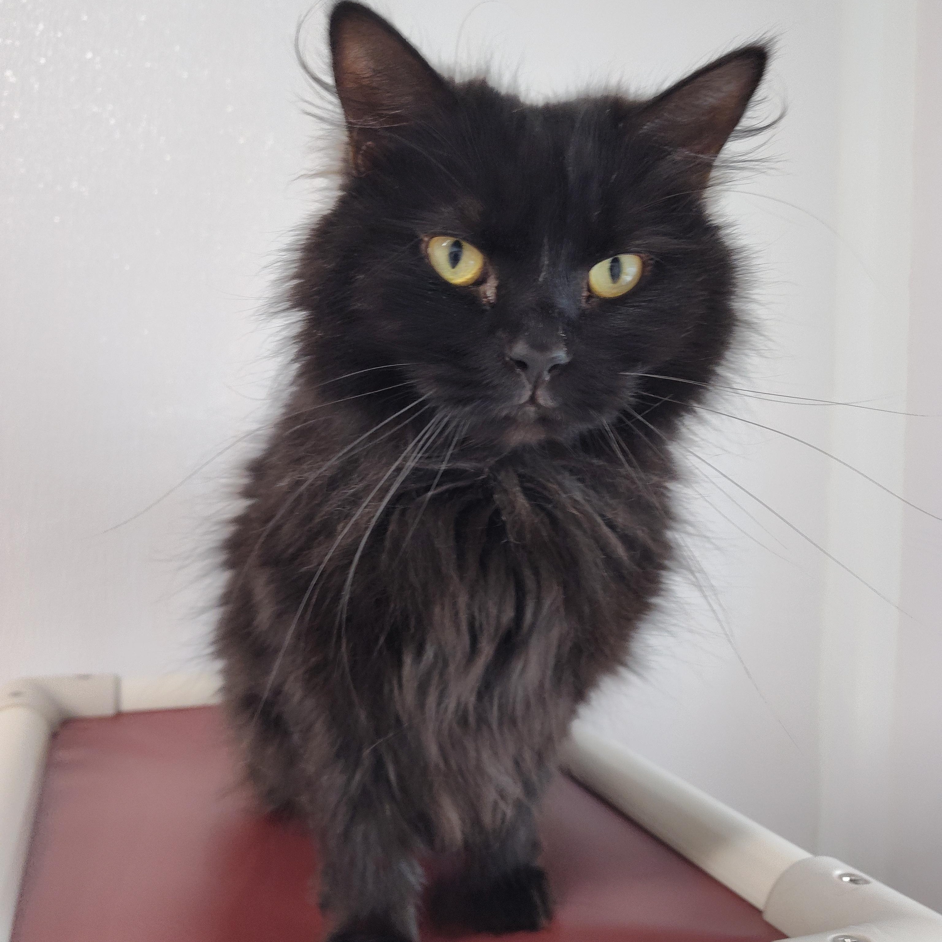 Enlarge Raven, a Adoptable Domestic Long Hair in Stockbridge, MI image 2/5