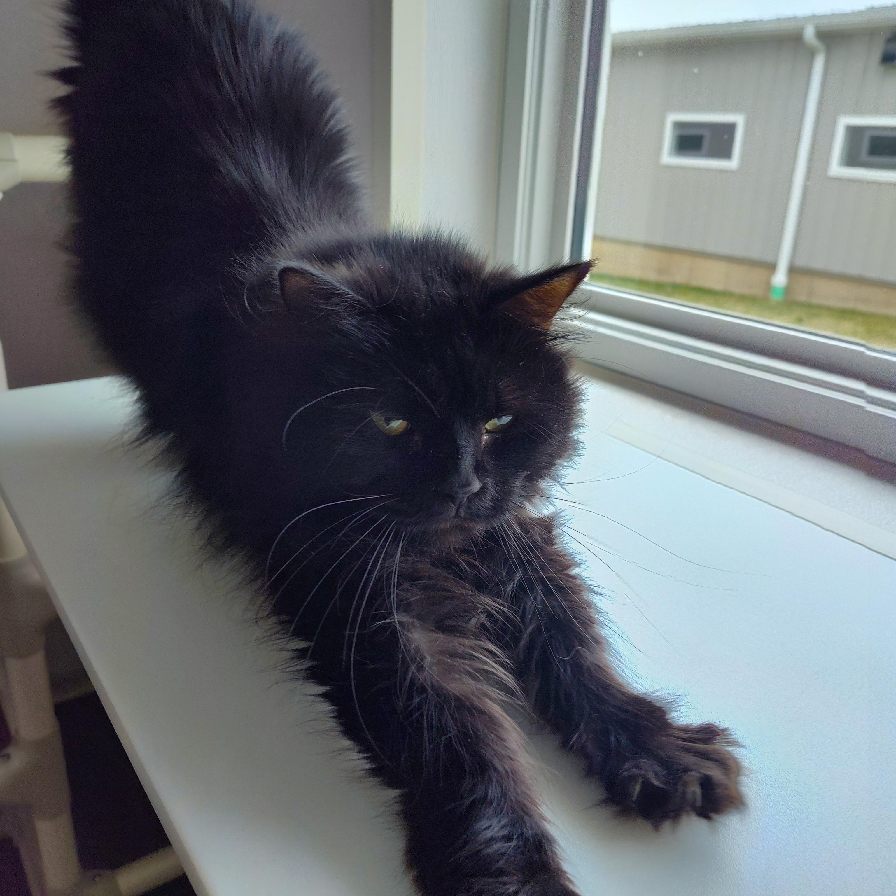 Enlarge Raven, a Adoptable Domestic Long Hair in Stockbridge, MI image 1/5