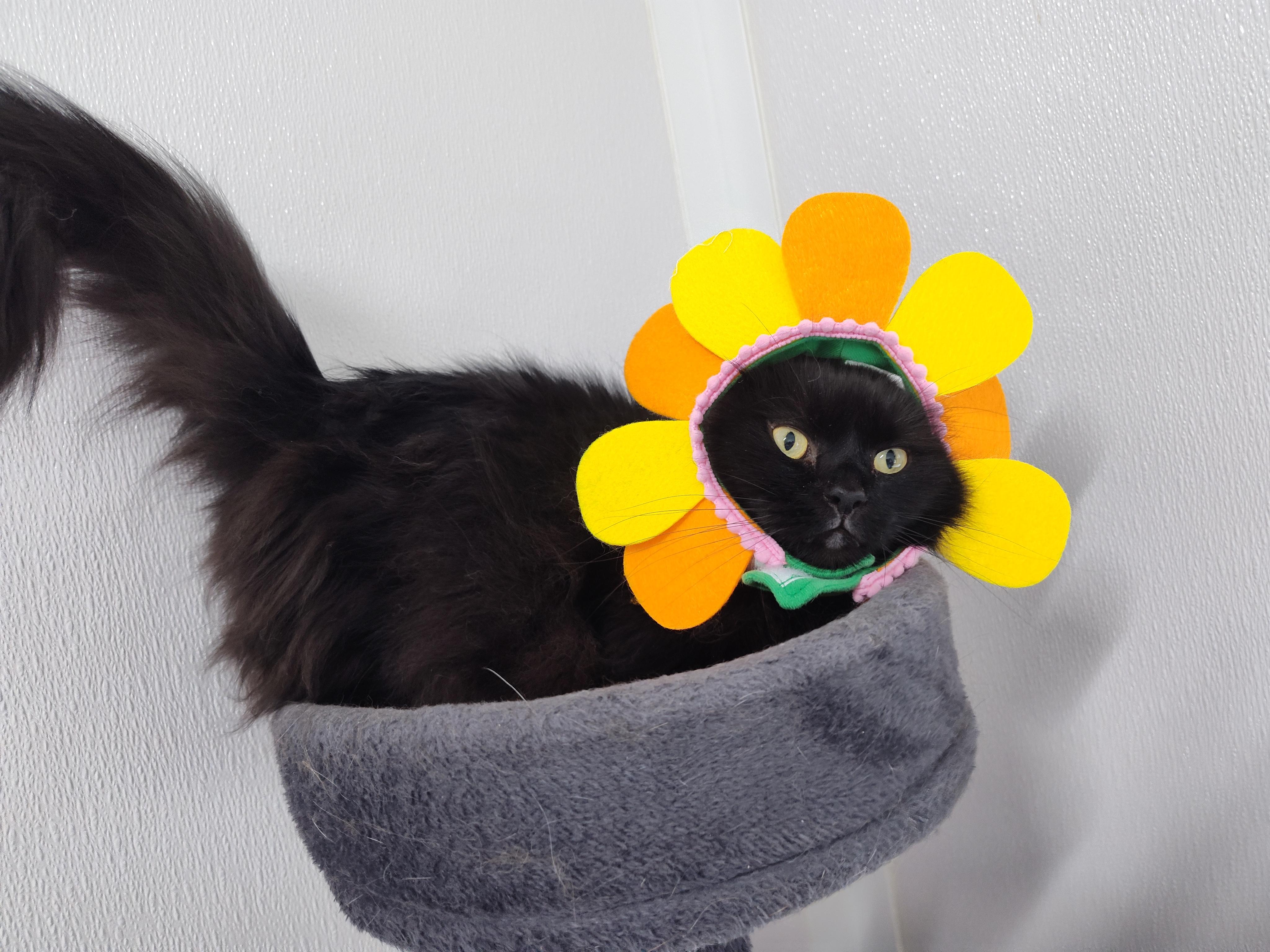 Enlarge Raven, a Adoptable Domestic Long Hair in Stockbridge, MI image 2/6
