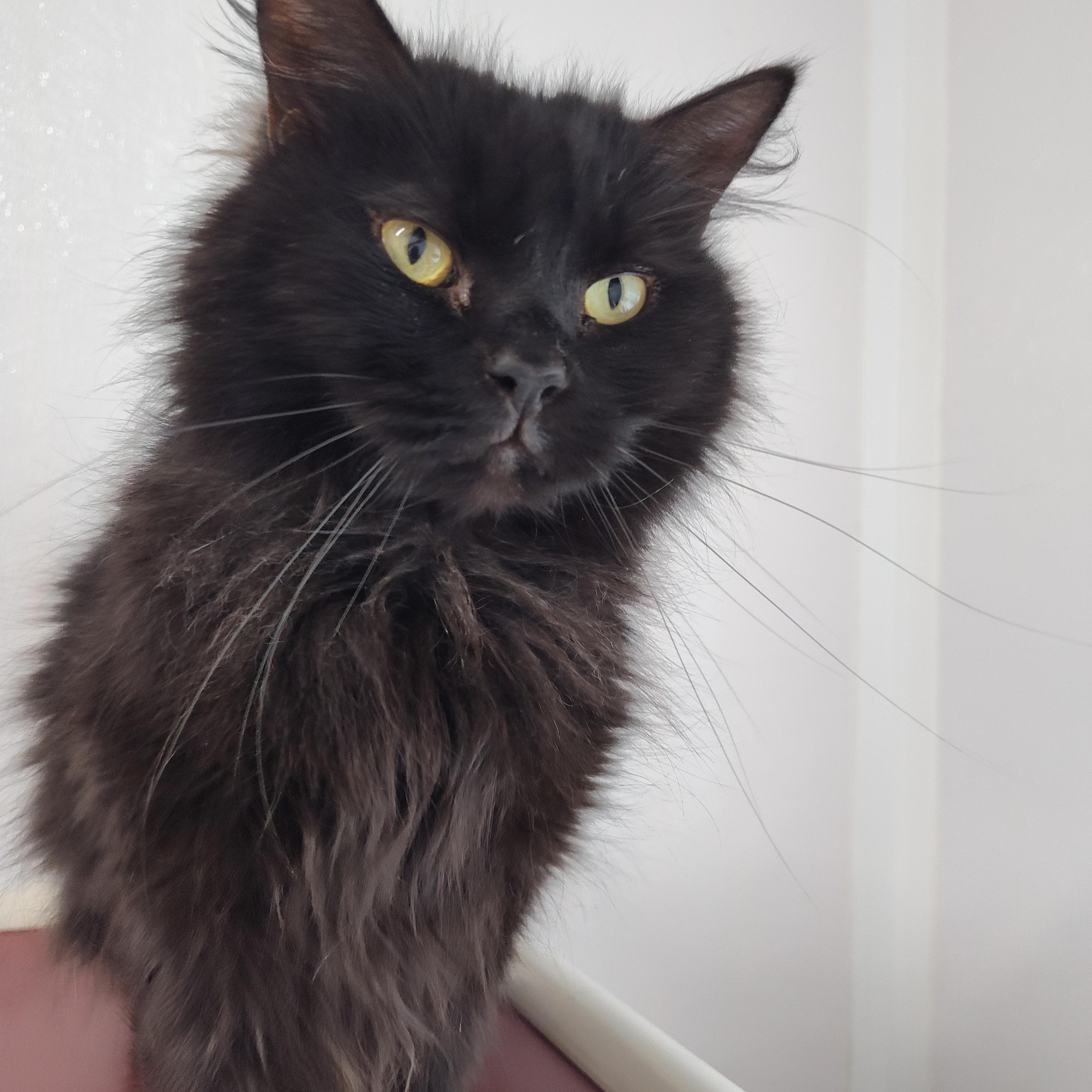 Enlarge Raven, a Adoptable Domestic Long Hair in Stockbridge, MI image 3/5