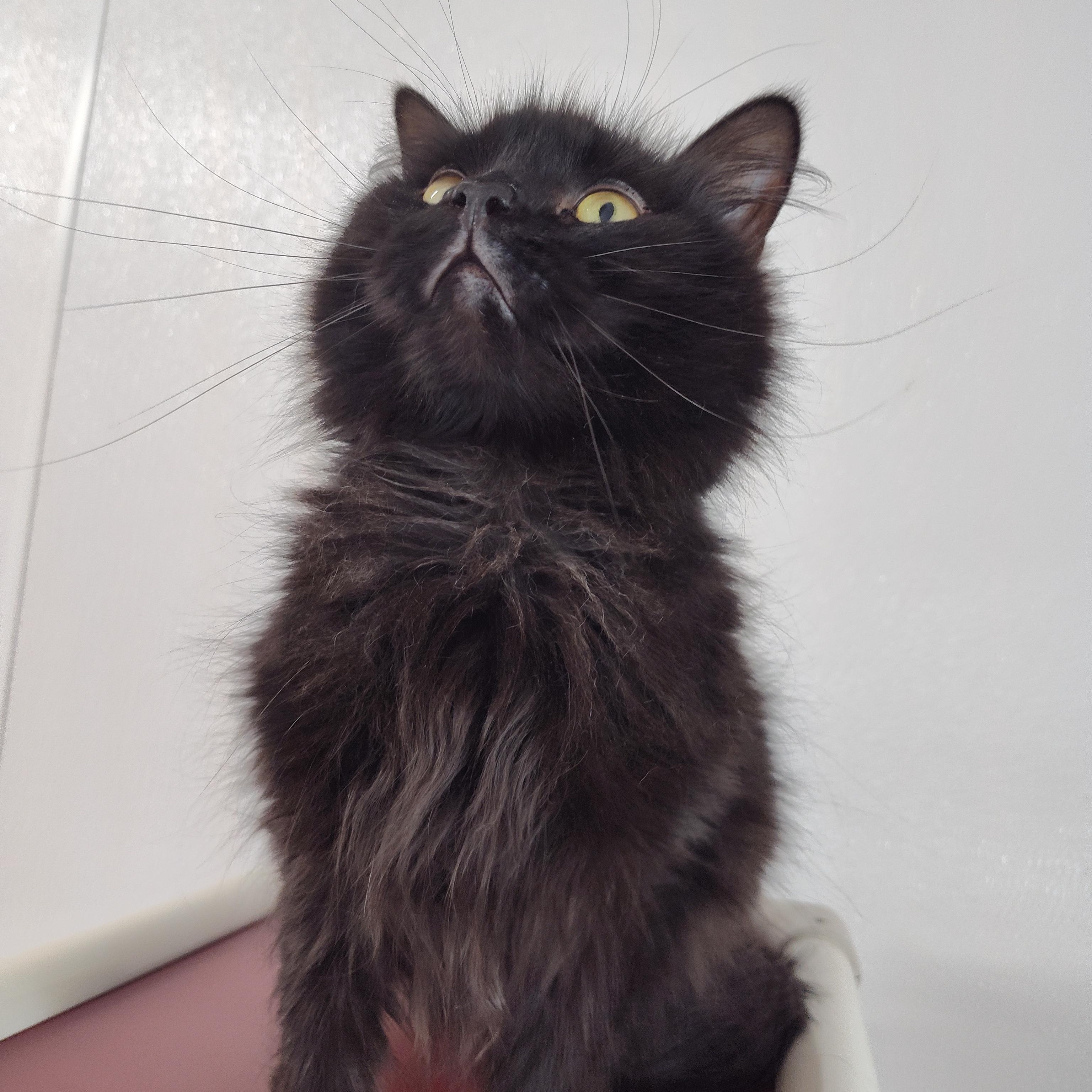 Enlarge Raven, a Adoptable Domestic Long Hair in Stockbridge, MI image 5/5