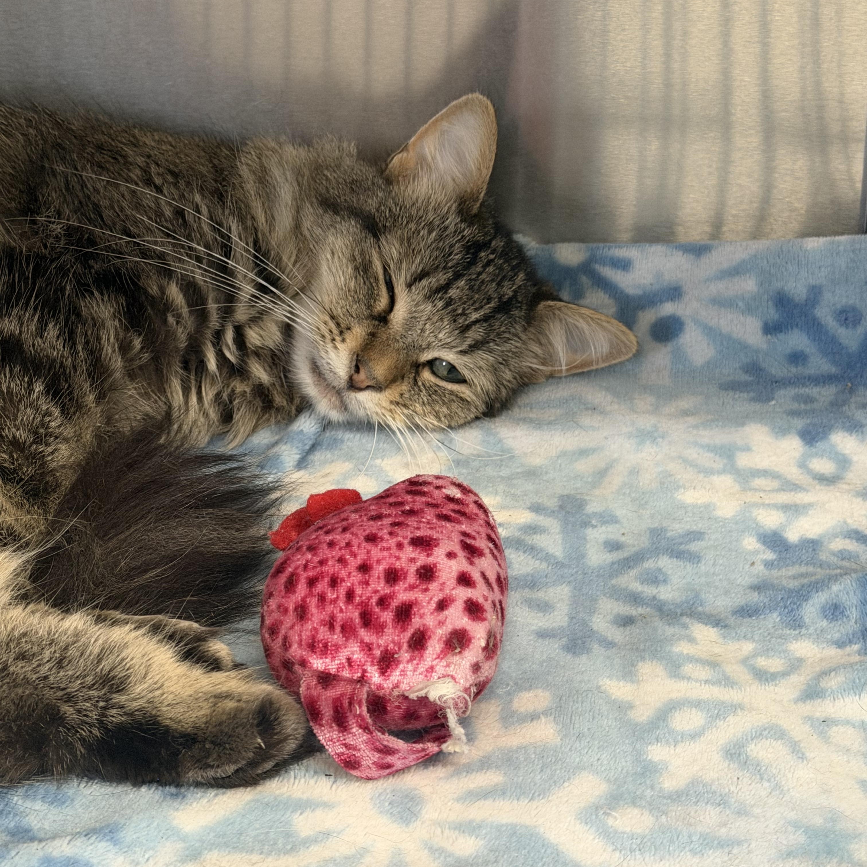 Enlarge Tiny, a Adoptable mixed breed in Mount Pleasant, MI image 2/4