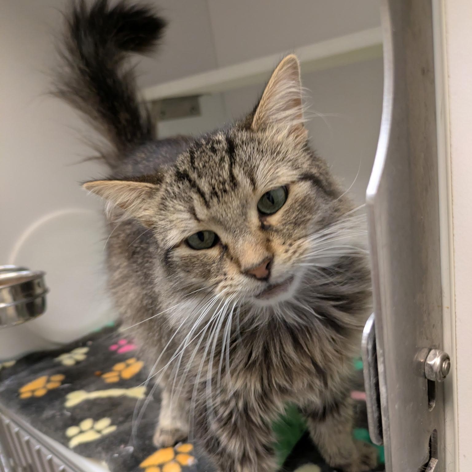 Tiny, Adoptable, Adult Female Domestic Long Hair.