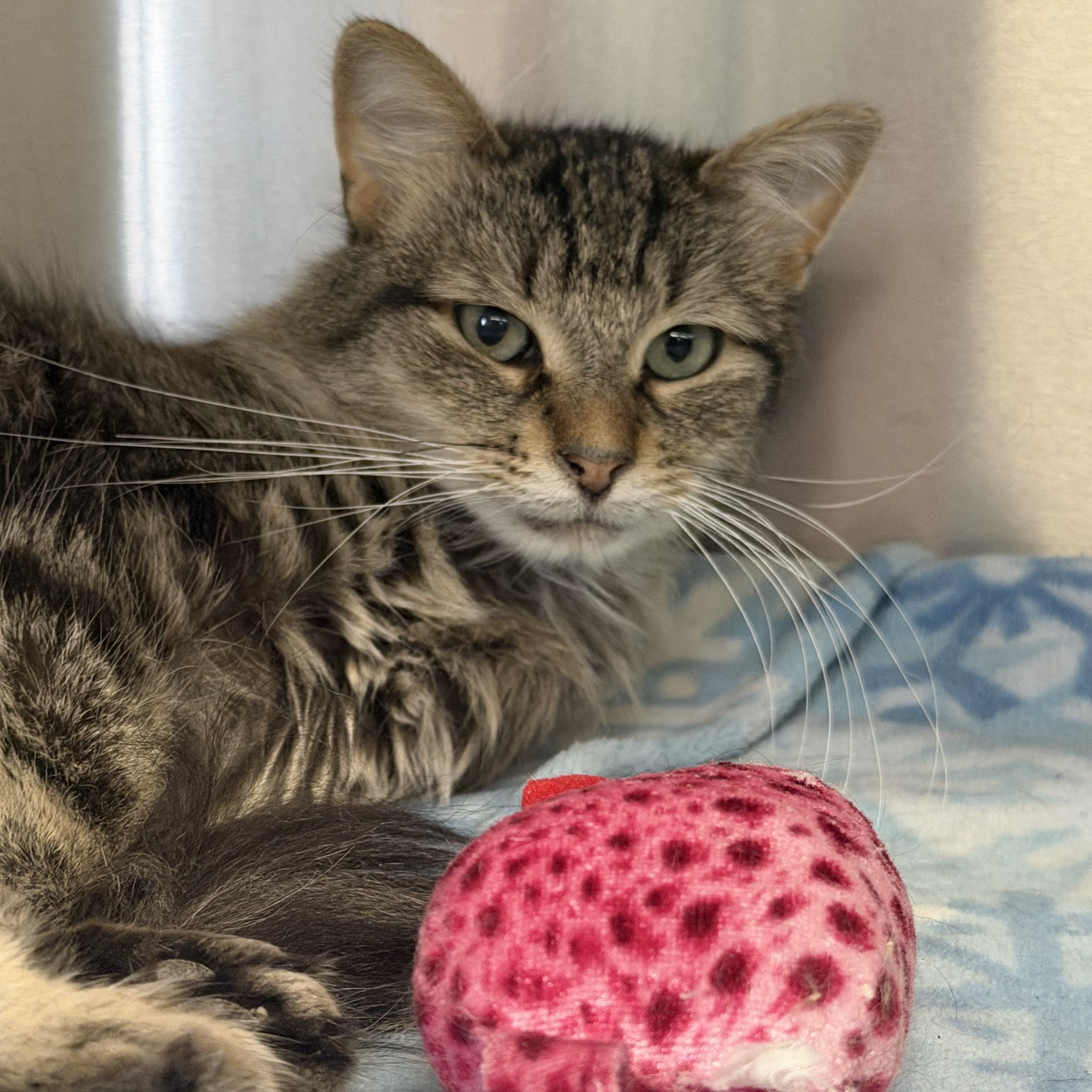 Enlarge Tiny, a Adoptable mixed breed in Mount Pleasant, MI image 3/4