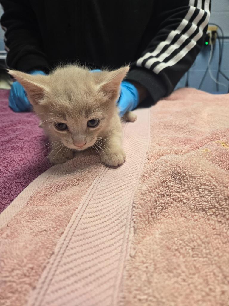 Honey Pony, Adoptable, Kitten Male Domestic Short Hair.