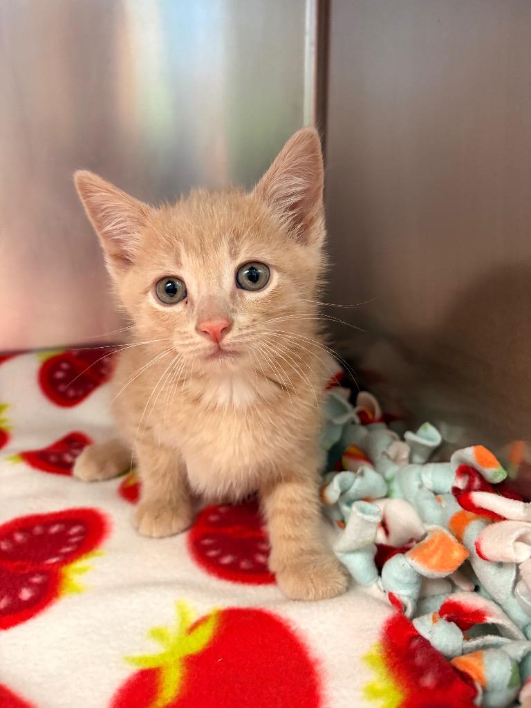 Enlarge Honey Pony, a Adoptable mixed breed in Detroit, MI image 2/3