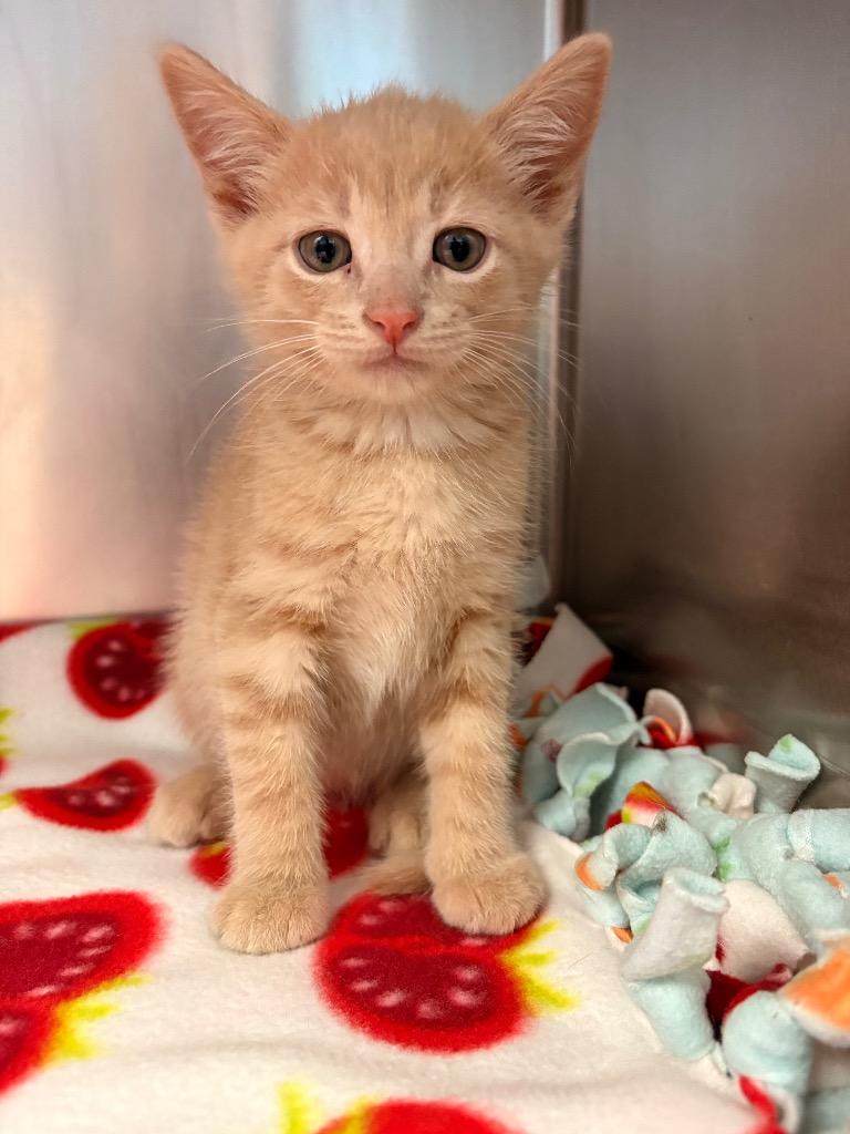 Enlarge Honey Pony, a Adoptable mixed breed in Detroit, MI image 3/3