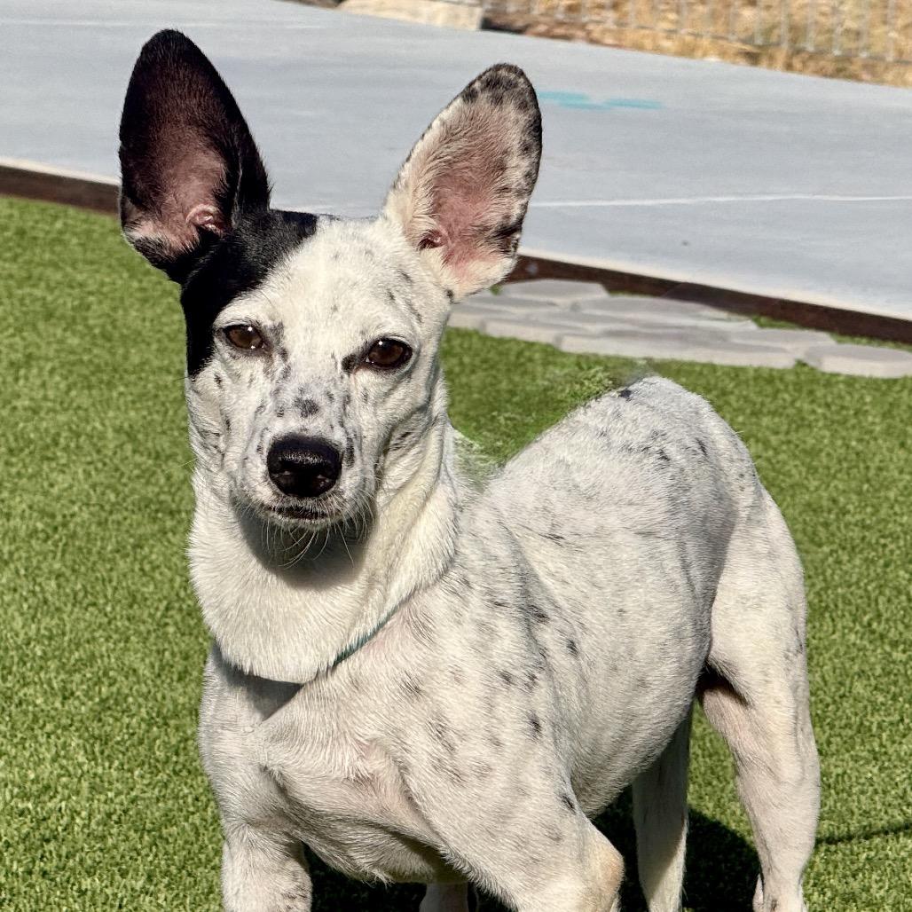 Enlarge Wesley, a Adoptable mixed breed in San Antonio, TX image 5/5