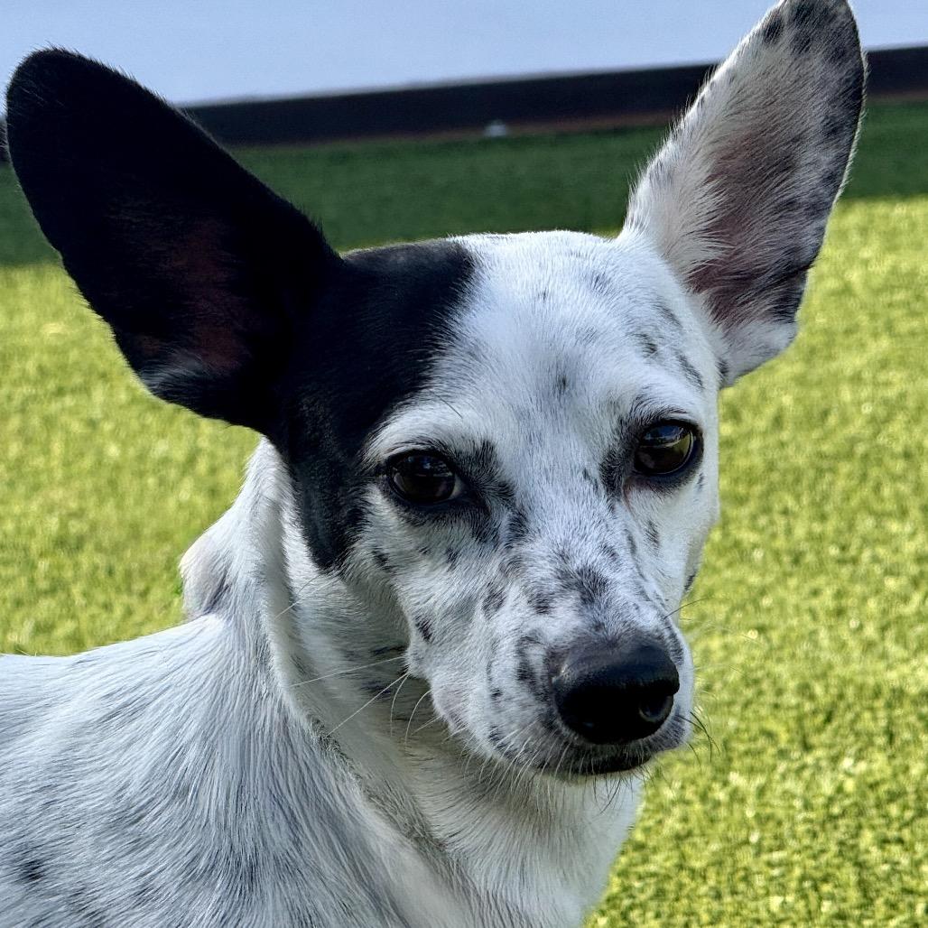 Enlarge Wesley, a Adoptable mixed breed in San Antonio, TX image 4/5